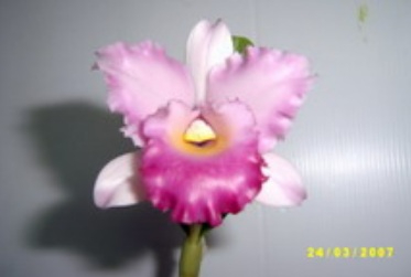Орхидея. Холодный фарфор (5) (373x251, 47Kb)