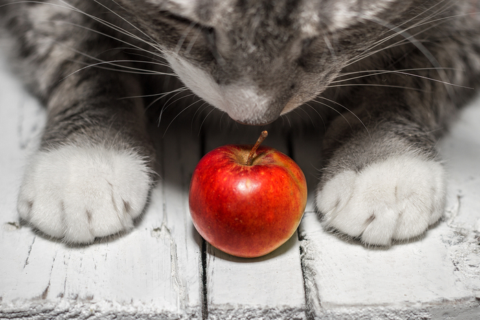 bigstock-Red-Apple-And-Cat-82158719 (700x466, 358Kb)