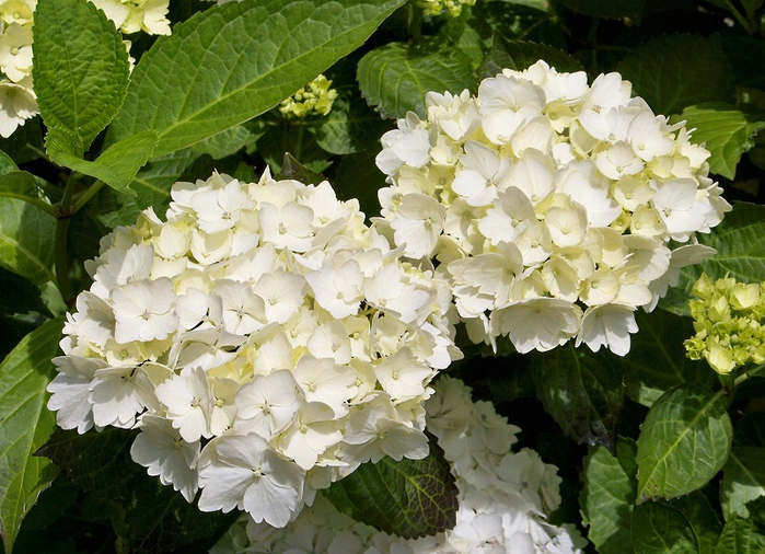 28-Белоснежные шары соцветий гортензии садовой (700x506, 440Kb)