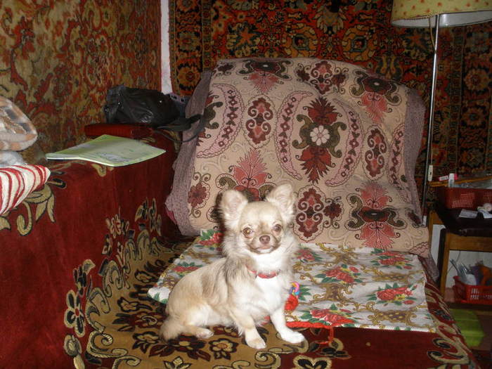 P2020004 (500x325, 70Kb)