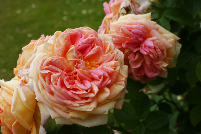 4805701389_78656f89b8_b[1] (700x465, 161Kb)