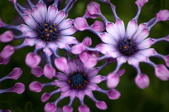 6197417653_f36f624cc0_b[1] (700x465, 166Kb)