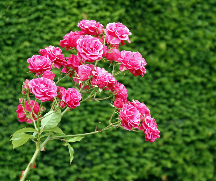 5950347676_7d783afe92_b[1] (700x589, 278Kb)