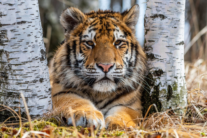 Амурский тигр: "царь тайги"