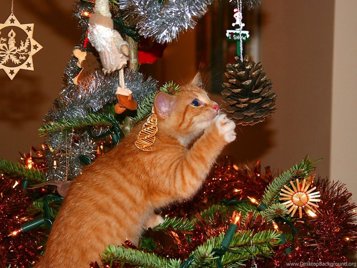 788622_cats-christmas-cat-tree-pinecones-paws-cute-sparky-high-quality_1181x787_h (700x525, 467Kb)