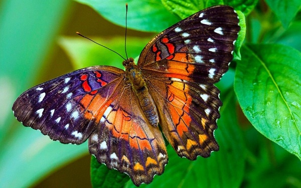 бабочки (600x375, 103Kb)