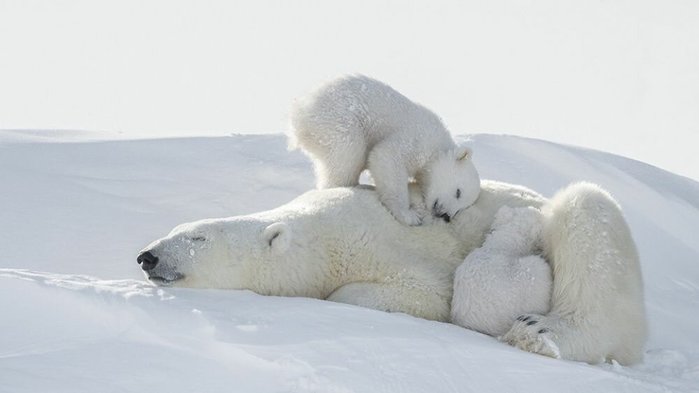 Фотографии белой медведицы и ее малышей-медвежат