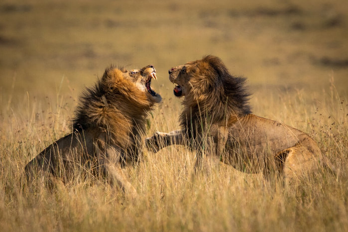 почему львы такие сильные