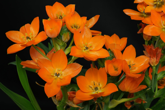 Ornithogalum-dubium 1 (700x466, 343Kb)