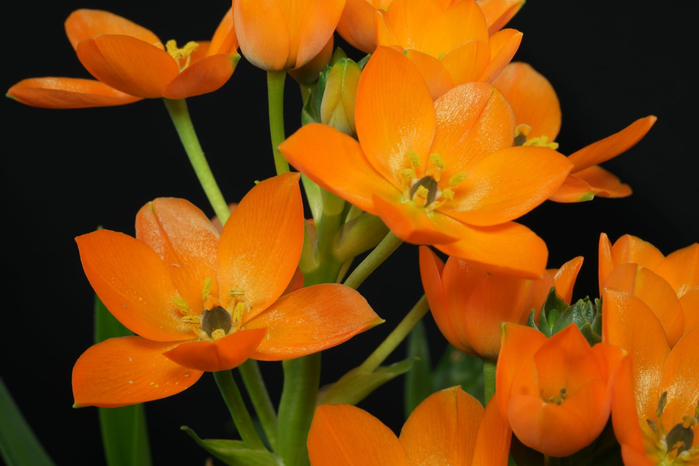 Ornithogalum-dubium 5 (700x466, 284Kb)