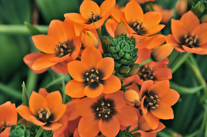 Ornithogalum-dubium 9 (700x464, 334Kb)