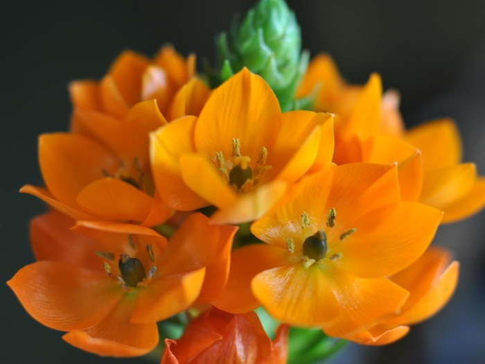 Ornithogalum-dubium 13 (700x525, 245Kb)