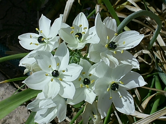 Ornithogalum-dubium 17 (700x525, 367Kb)