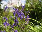  P1010481 (700x525, 500Kb)