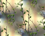  1 (700x560, 322Kb)