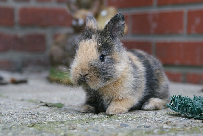 5 любопытных вещей, которые делают кролики