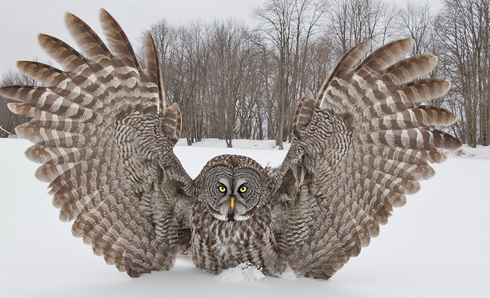 image_560303151542454242342 (700x426, 138Kb)