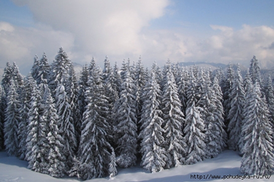 Паркетная доска Polarwood:/3925073_winter_forest_pw (550x365, 160Kb)