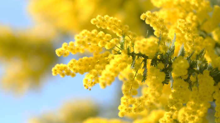 akatsiia-serebristaia-mimoza-vetka-makro-vesna (700x393, 298Kb)