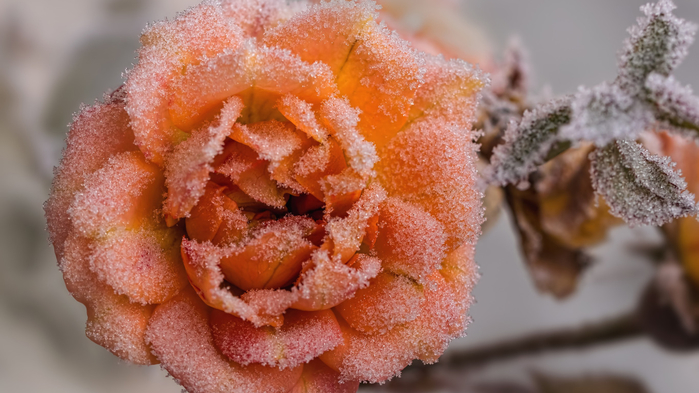 roza-inei-makro (700x393, 324Kb)