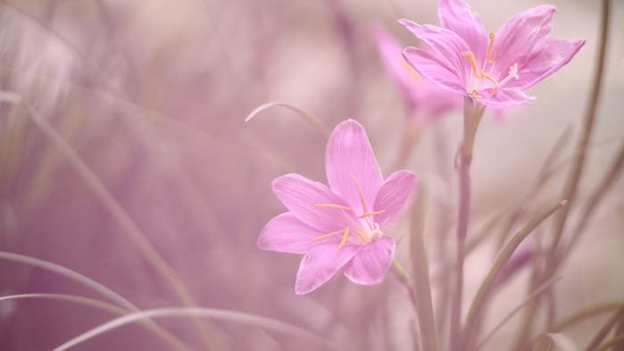 zefirantes-duet-makro (700x393, 181Kb)