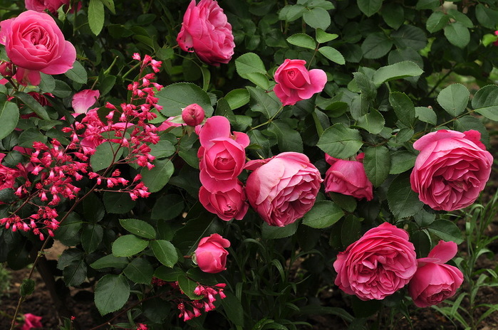 Горшечные розы и их размножение в саду делением куста