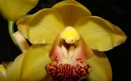 Мастер-класс Орхидеи из гофрированной бумаги (10) (450x281, 104Kb)
