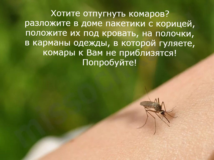 2835299_otpygyt_komarov (700x525, 286Kb)