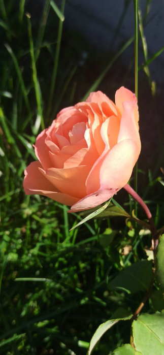 photo1657265788 (2) (323x700, 219Kb)