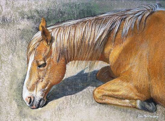 resting-horse-sue-halstenberg (548x400, 201Kb)