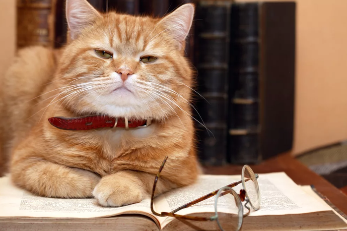  8 интересных фактов о кошачьем интеллекте