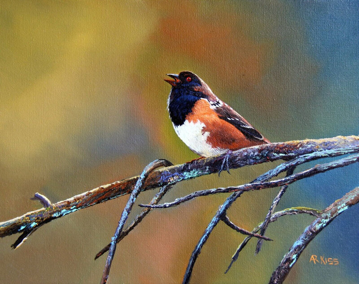 950692-rufous-sided-towhee-11-x-14 (700x554, 440Kb)