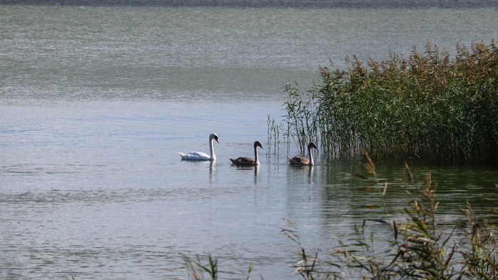 IMG_7479 (700x393, 339Kb)