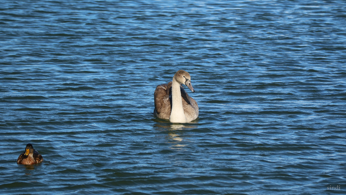 IMG_7503 (700x393, 402Kb)