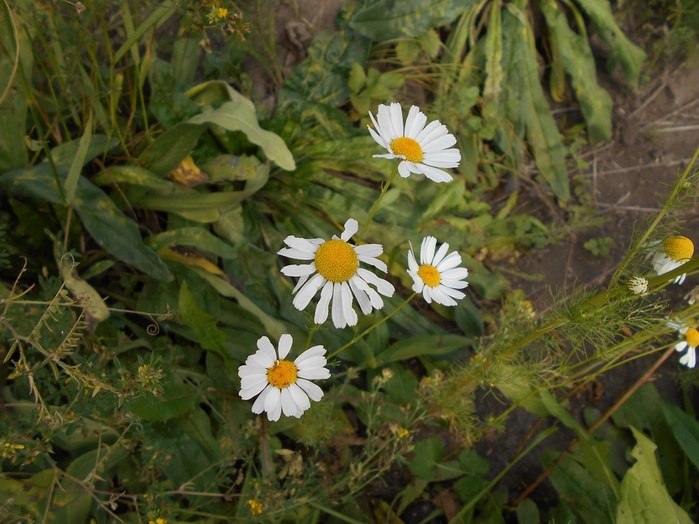 4533467_DSCN2530 (700x524, 145Kb)