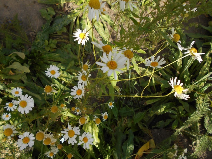 4533467_DSCN2532 (700x524, 202Kb)