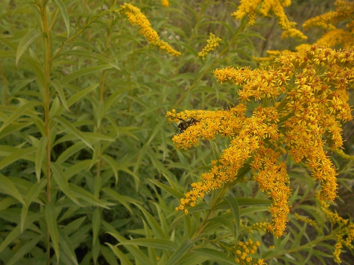 4533467_DSCN2557 (700x524, 156Kb)