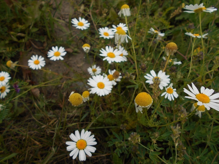4533467_DSCN2559 (700x524, 140Kb)