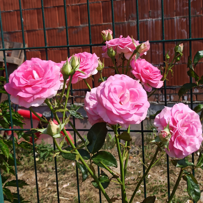 IMG_20220817_130136 (700x700, 645Kb)