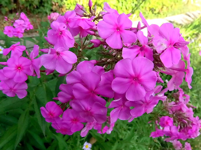 P8116895 (700x525, 498Kb)