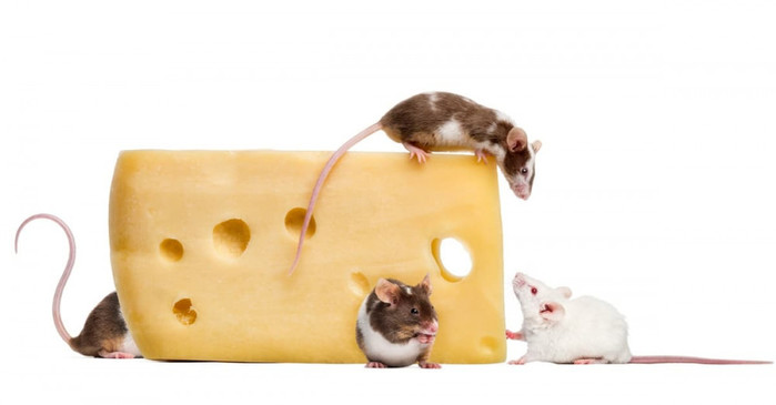 5402287_HealthyDietforRats (700x365, 32Kb)