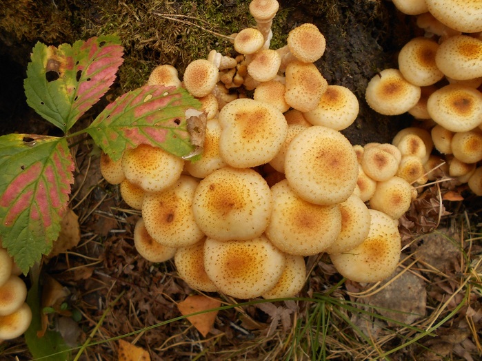 4533467_DSCN2650 (700x524, 164Kb)