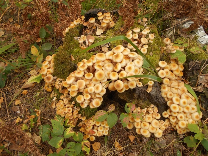 4533467_DSCN2652 (700x524, 218Kb)