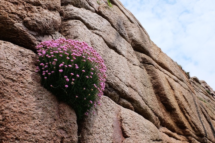 nature-rock-mountain-plant-flower-soil-terrain-flora-material-geology-138842    (700x466, 183Kb)