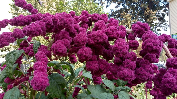 242334906_860817197913800_2167765792109499821_n (700x393, 398Kb)