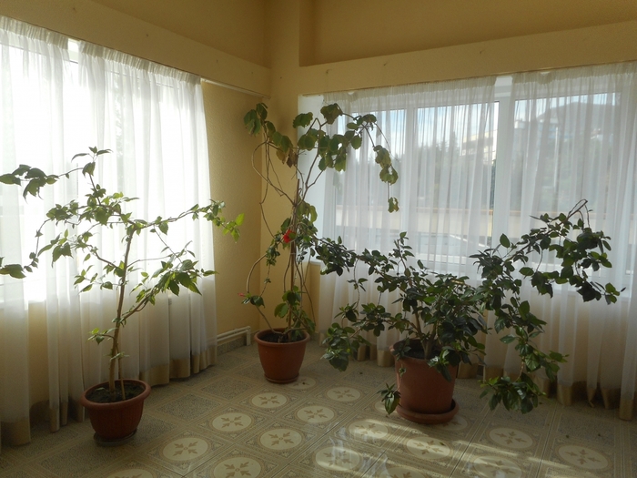 4878453_DSCN0812 (700x525, 263Kb)