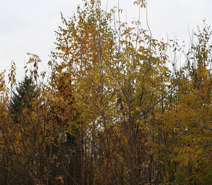 2384045_IMG_9939 (700x611, 415Kb)