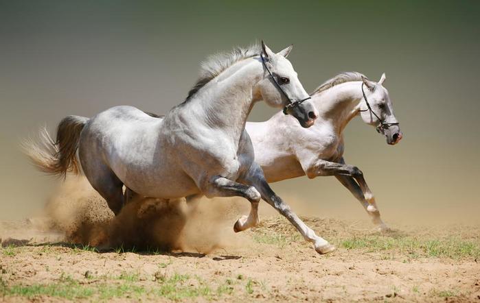 27 интересных фактов о лошадях