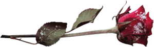 cwt (300x92, 31Kb)
