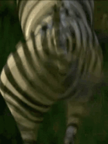 zebra-zebras (375x498, 2039Kb)